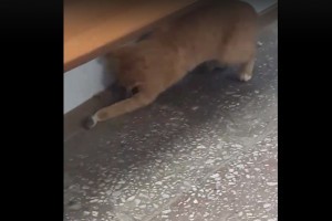В астраханских соцсетях распространяют видео, как кот ловит мышь в отделении Кировской больницы