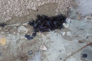 В Астрахани запечатлели необычное нашествие черных мух в мороз