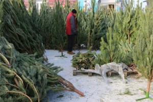В Астрахани определили официальные точки продаж новогодних ёлок