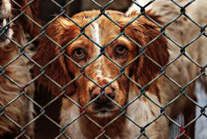 Бездомные собаки стали чаще нападать на астраханцев: проблему хотят решить при помощи приюта