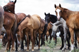 Астраханская область планирует увеличить реализацию кушумских и донских лошадей
