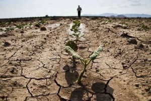 Пострадавшим от засухи астраханским фермерам выплатят материальную компенсацию