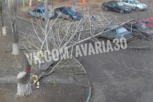 В Астрахани на машины рухнуло дерево