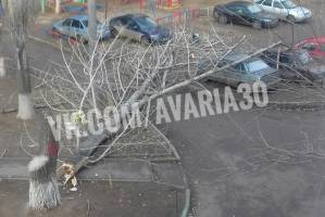 В Астрахани на автомобили рухнуло дерево