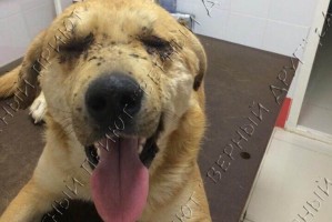 Неизвестный устроил стрельбу по бродячим собакам в Астраханской области