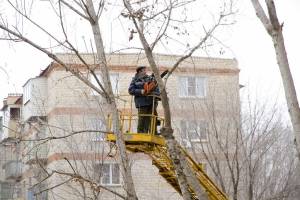 Астраханцы пожаловались главе области на деревья, что рвут провода и стучат по окнам