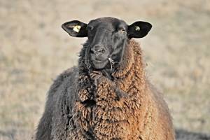 Астраханец украл в Калмыкии овец
