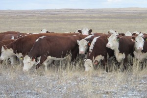 Жители Астраханской области пытались незаконно перегнать стадо быков через границу