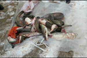 Астраханские пограничники с начала года пресекли уже несколько фактов незаконной добычи рыбы