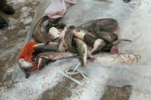 Варварская рыбалка в Астраханской области попала на видео