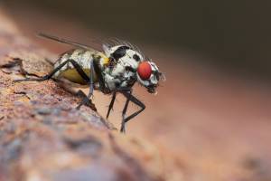 Опасная муха-горбатка может приехать с мандаринами: нашедших насекомое просят срочно звонить специалистам