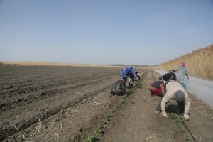 В Астраханской области будут судить фермера из Китая