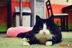 История астраханской кошки Пули с драматической завязкой, чуть ли не с трагической кульминацией и неожиданной развязкой