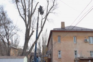 На ул Богдана Хмельницкого в Астрахани снесли аварийное дерево
