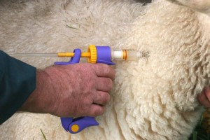 В Астраханскую область пытались ввезти более 250 овец без справки о вакцинации