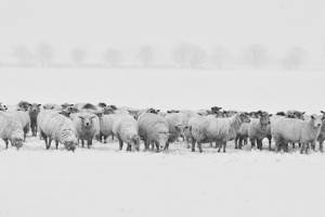 Отару овец на миллион задержали в Астраханской области