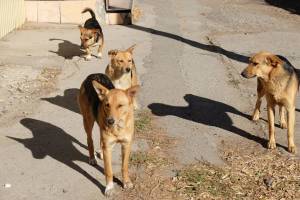 В Астрахани банда бродячих собак бросается под машины