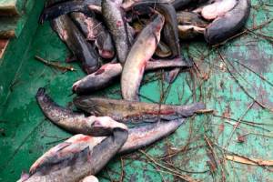 Астраханский рыбак поймал больше 100 штук сомов, сазанов и судаков, и его настигла кара