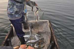 В Астраханской области два безработных браконьера поймали почти центнер рыбы