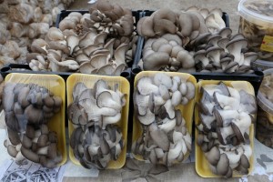 Икрянинские фермеры хотят завоевать астраханский грибной рынок
