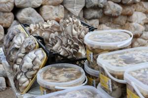 Астраханцы раскрыли секрет отличной урожайности грибов