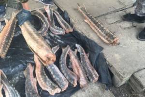 На главном рыбном рынке Астрахани незаконно торговали осетрами