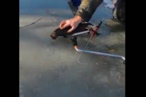 Чего только не ловят в Астраханской области: «улов» с мехом прокусил палец иногороднему рыбаку