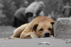 В Астрахани на митинг в защиту бездомных животных пришли люди и собаки
