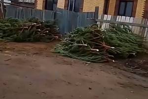 В Астрахани в феврале завалили улицу новогодними елками 