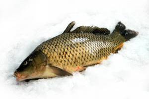 У астраханской рыбы нашли опасную болезнь, вызываемую паразитическими рачками