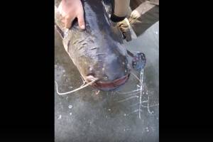 В Астрахани рыбак вышел половить мелкую рыбешку, а поймал речного монстра под 30 кг