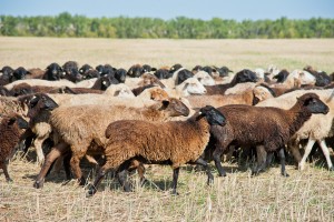 В Астраханской области пастух украл 99 овец и 6 ягнят