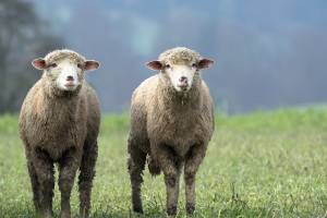 Пастух украл и съел 105 овец