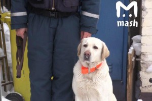 Собака, спасшая мальчика из-под завалов в Магнитогорке, работала и в Астрахани
