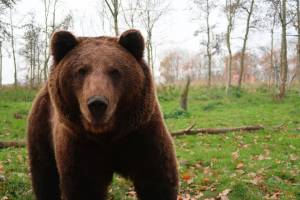 Астраханец, который жил с медведем в одном доме, пригрел экзотического зверя