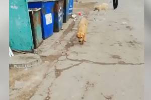 В Астрахани свора бездомных собак загнала ребенка на высоту