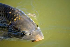В Астраханской области обнаружили сотни килограммов непонятной рыбы