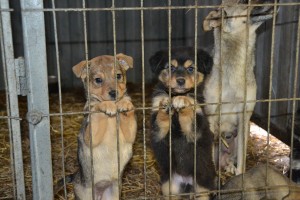 В Астраханской области на отлов и содержание бездомных собак выделят 31 млн рублей