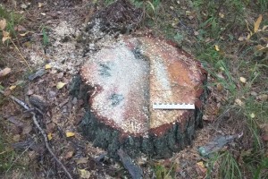 За незаконную вырубку деревьев на жителя Астраханской области завели уголовное дело
