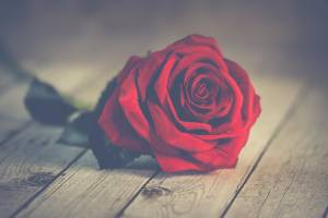 Почему розу нельзя ставить к другим цветам