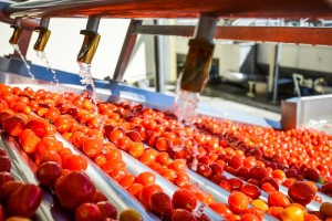 В Астраханской области реализуют три инвестпроекта: новый томатный завод, рыбный цех, картофельное предприятие