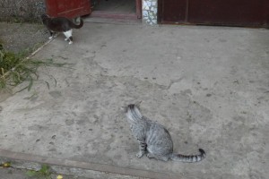 В Астрахани 12 кошек оказались на улице после смерти хозяйки