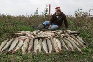Многодневная рыбалка: сколько можно вывозить и потрошить