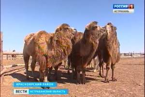 На  самом крупном животноводческом предприятии региона верблюды начали приносить потомство