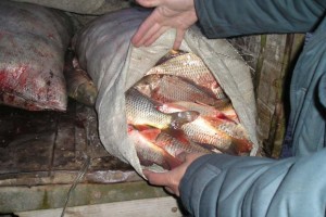 Астраханские пограничники изъяли у браконьеров почти тонну незаконно добытой рыбы