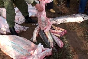 В Астраханской области членов ОПГ задержали с 260 килограммами краснокнижной рыбы