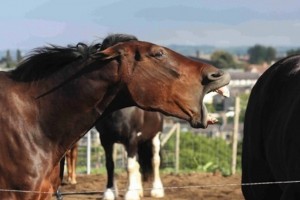 Бешеная лошадь искусала несколько человек в Астраханской области, животное застрелили
