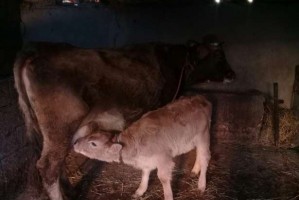 Астраханец украл у фермера корову с телёнком, а затем забил их и продал