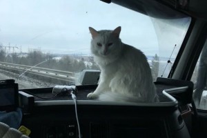 Дальнобойщик из Прикамья путешествуют по стране вместе котом и иногда они заезжают в Астрахань