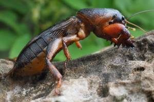 Может ли дачник жить в мире с жучками-червячками